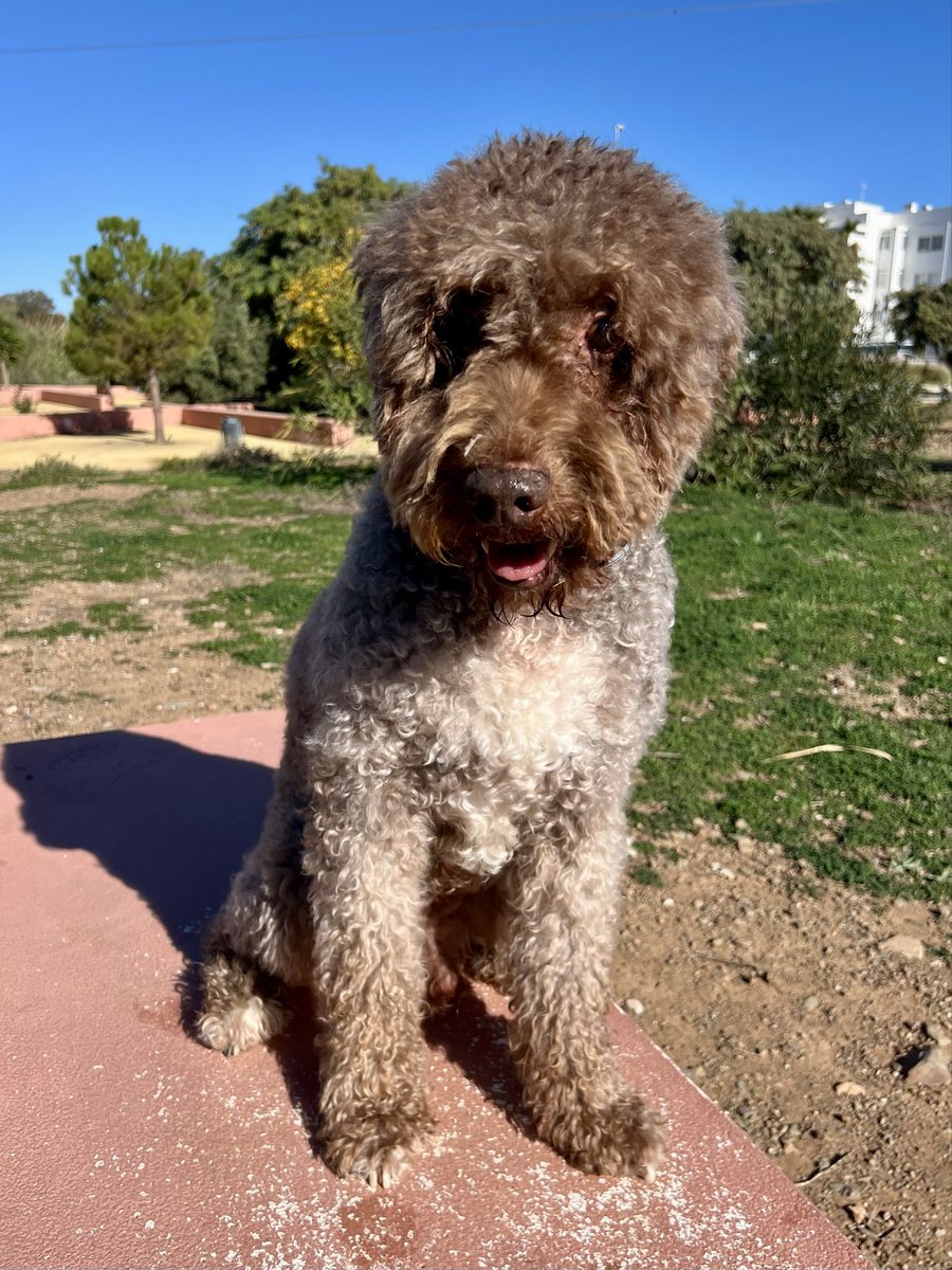 #FelizDomingoATodos amigos de Cinemasmusic 🎬🎶 El gran <a href="/GerardoQuietMan/">Gerardo Sánchez 🎬</a> tiene a Dora, Bowie, Ulises y Prince Sito. 👌🏼 Y un servidor a Currito. Entre perros y gatitos 🐕 🐈 🐈‍⬛ 🤷🏻‍♂️