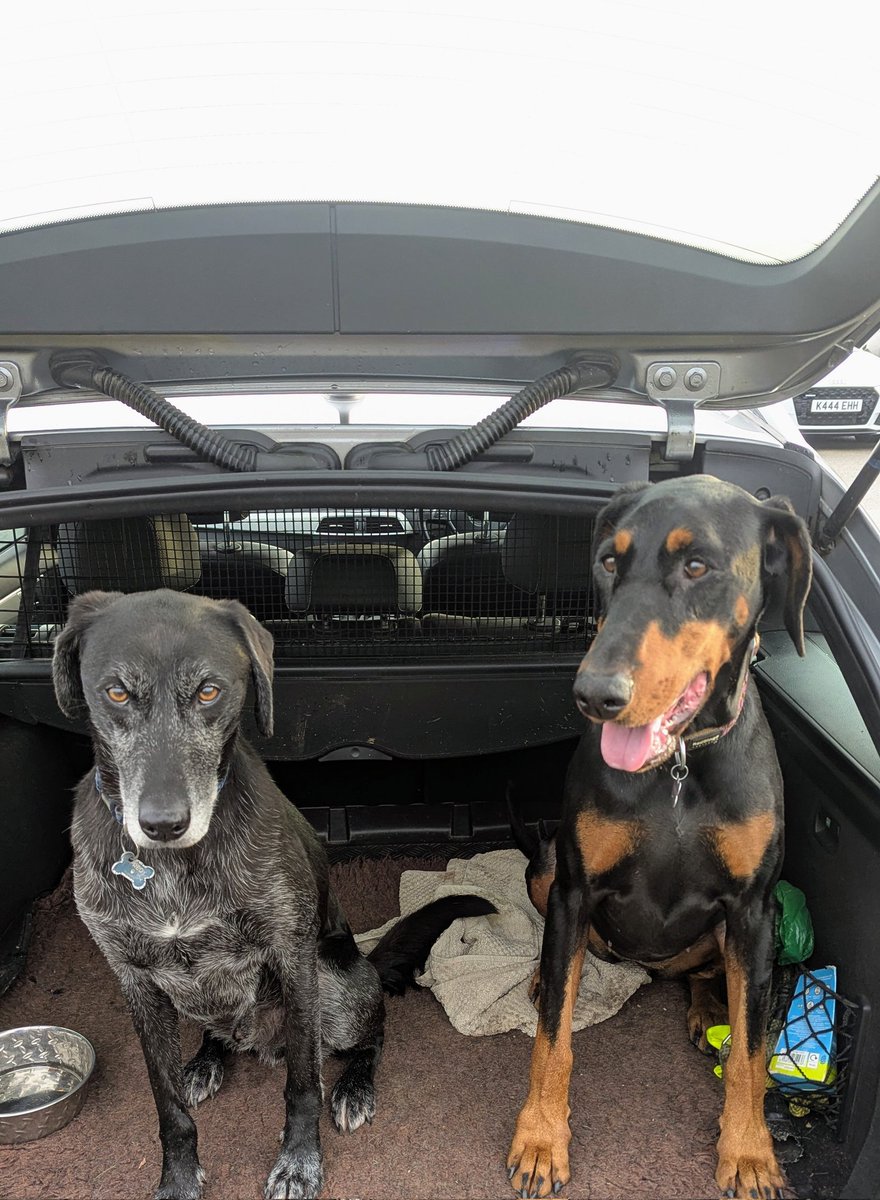 NotBadForHerAge's tweet photo. I took these two out in turns for a run this morning. Fred's not looking happy at being left behind while I run without them for a bit ๐
๐พ๐พ #seriousface #Fred #Damson #Dobermann https://t.co/D6GBieI6yB