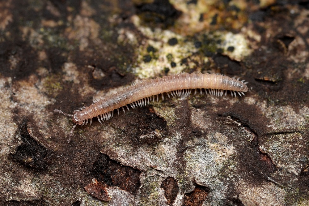 数日前に積もった雪がほぼ融けたので、今日もヤスデ探し。ミコシヤスデ属の一種（1・2枚目）は3♂採れたので取り敢えずヨシ！　yrysd科の一種は♀（3枚目）はそこそこ見つかるのですが♂は1頭のみ。ｷﾋﾞｼｰ!!　オオトゲヤスデ属の一種は複数採れました（♂がいれば良いのですが…）。