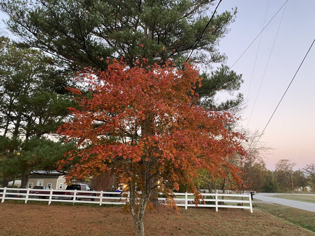 ginaeagle1's tweet image. #singletree