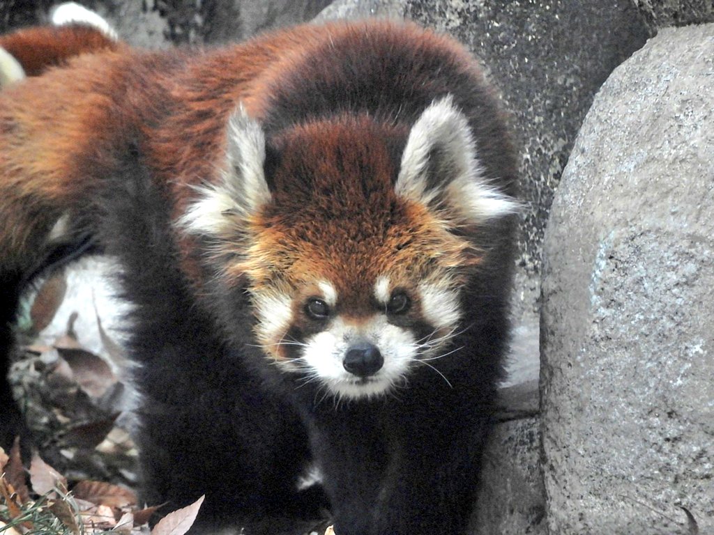 熊猫様×4 4D Master 4寸小号熊猫款招财猫- zFrontier 装备前线