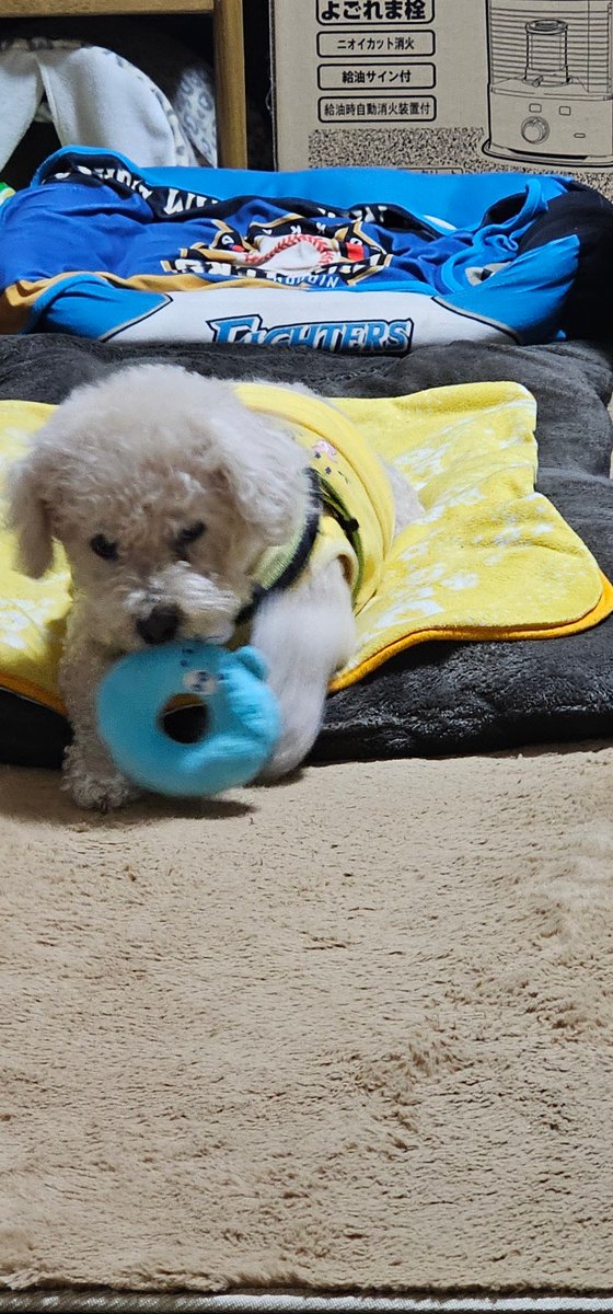 モコたんです モコ、ずいぶんえふたんドーナツ気に入ったんだな…(￣▽￣;)