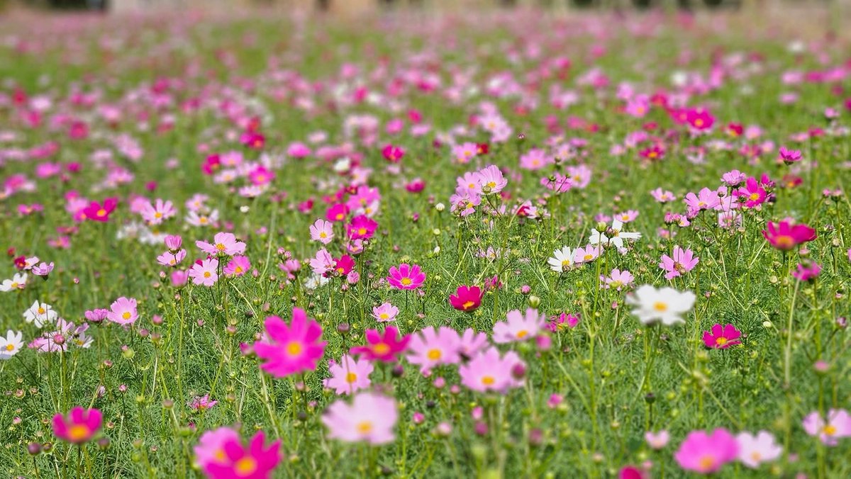 จ.ชัยภูมิ 7/12/68

ทุ่งดอกไม้ซับสะเลเต ต.บ้านไร่ อ.เทพสถิต จ.ชัยภูมิ ทุ่งคอสมอสที่ใหญ่ที่สุดในภาคอีสาน เทพสถิต ชัยภูมิ ใกล้กับทุ่งดอกกระเจียว ข้อมูล ณ. วันที่ 7 ธันวาคม 68