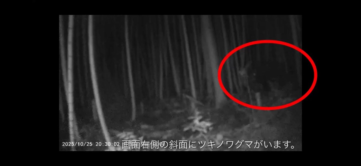 ahatake1881's tweet photo. 加賀市山代温泉のまこもが池から萬松園周辺の竹やぶに設置した監視カメラにツキノワグマが写っていました。周辺の方はご注意ください。ツキノワグマ撮影日2025/10/25 PM8:29　#山代温泉　#加賀市　#クマ出没 https://t.co/O0HPPDXZuD