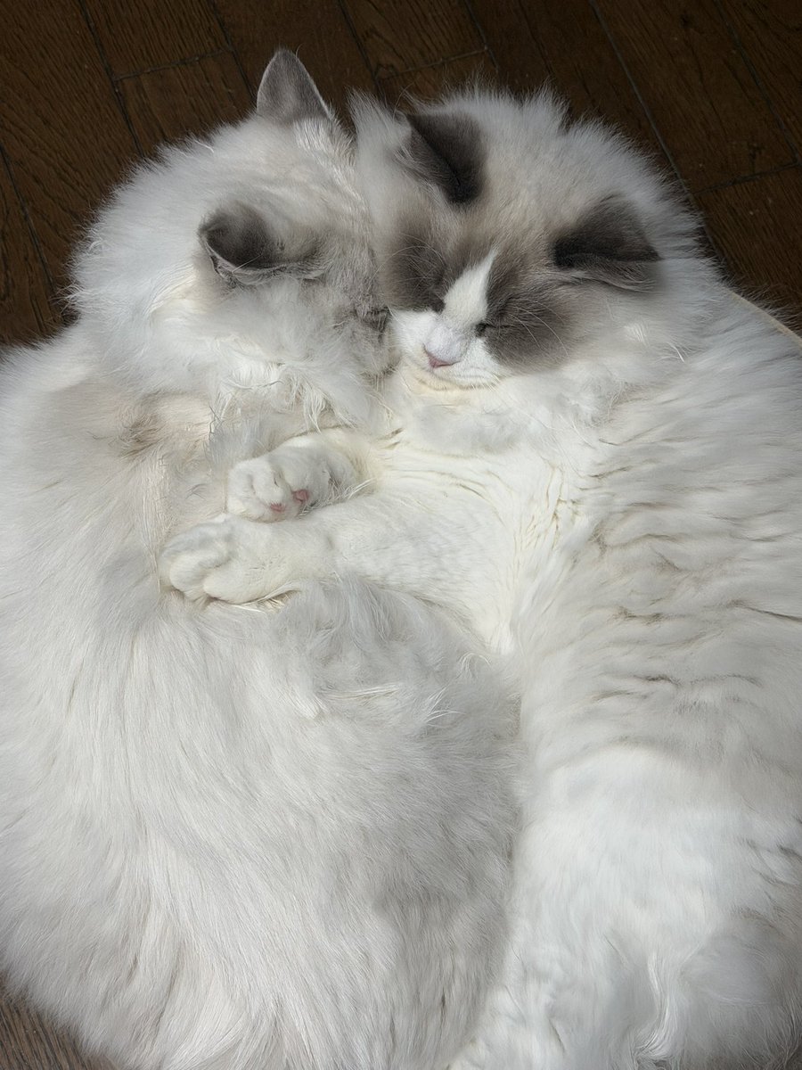 きのぴー きのぴー (@kinokino1230) / Posts / X