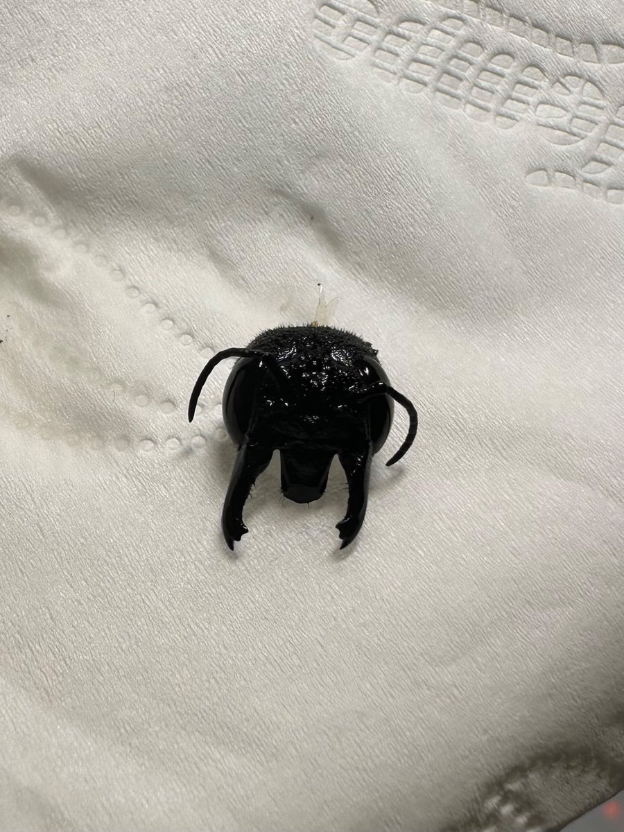 shloop 𓆤 tweet media