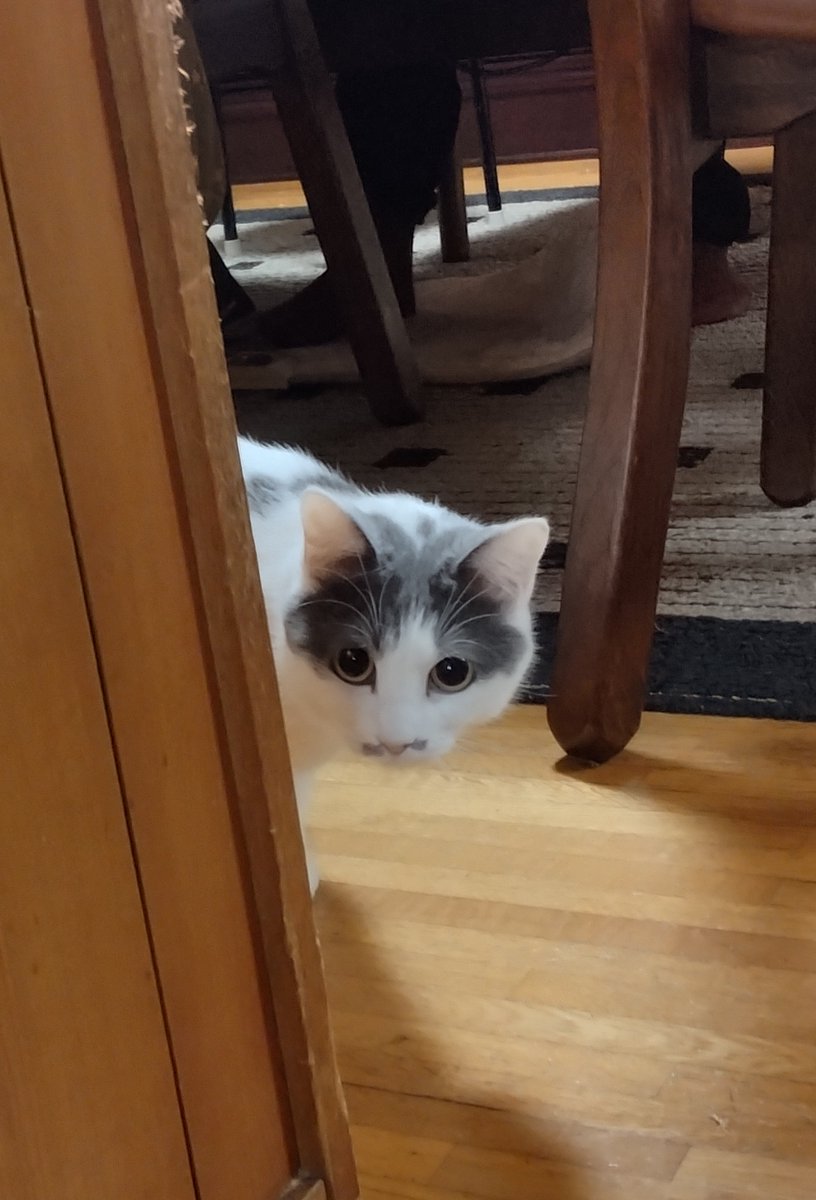 チビちゃん1周年記念日😺 早いなぁ😆