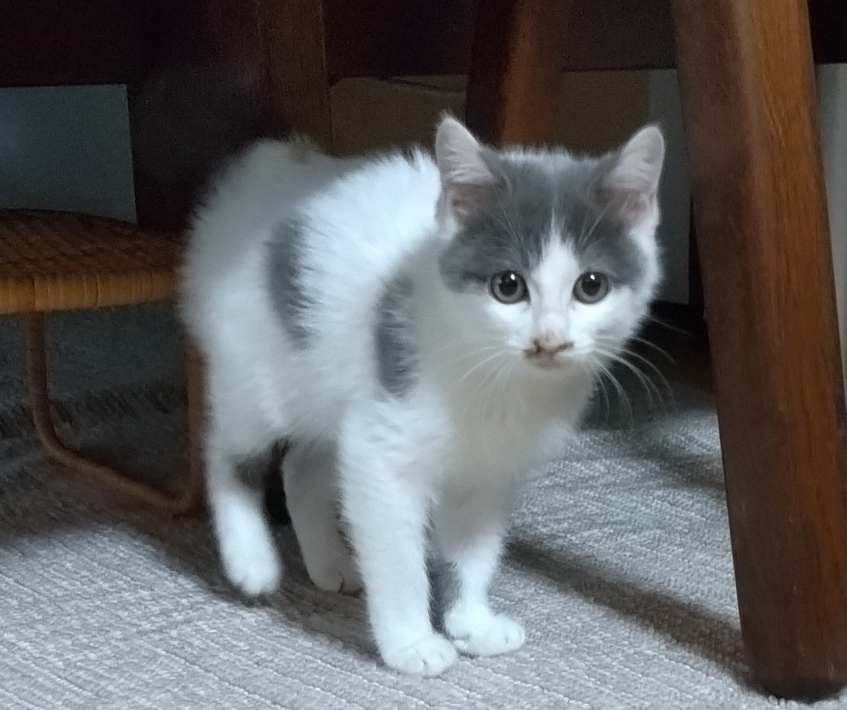 チビちゃん様 チビちゃん1周年記念日😺 早いなぁ😆