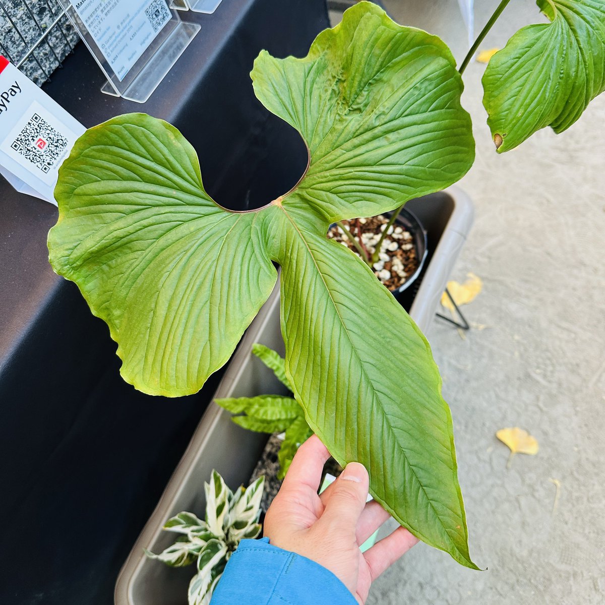 Masaya (@masaya_zxrs) / Posts / X