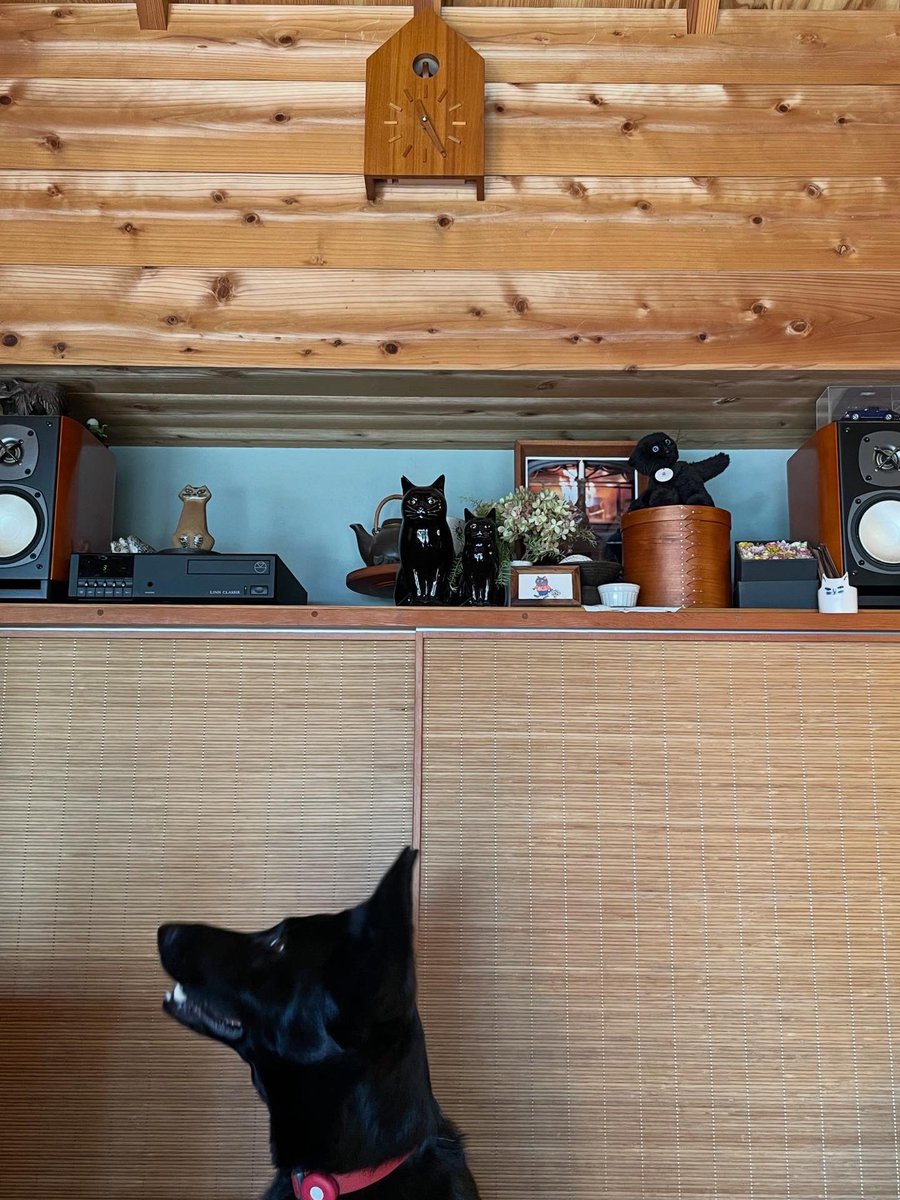 ノロ【くろねこノロのたび】 tweet media