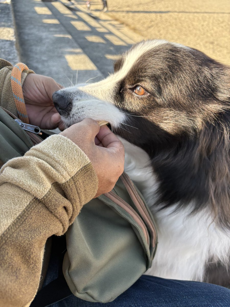 raw_bc_2021_03's tweet photo. 犬用どらやき
一口で頂きましたw https://t.co/7FCSAq4nog