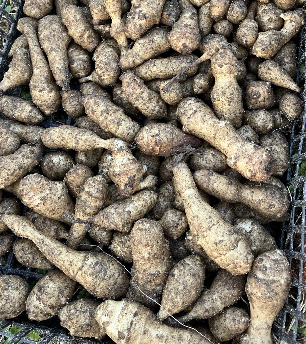 PRETZ_123's tweet photo. 今日は芋掘り祭🥔
ジャガイモ、里芋、菊芋
里芋は早速、豚汁で頂きました😋 https://t.co/rYHgnXtOBo