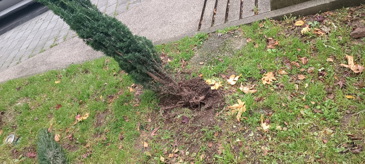 Así apareceron estes arbustos hoxe domingo despois da noite do sábado. Isto non é culpa de ningún partido político. Non é culpa de ningunha administración. Non é culpa da policía local nin da garda civil. É culpa do fillo adolescente e sobre todo dos seus pais que poderán ler...