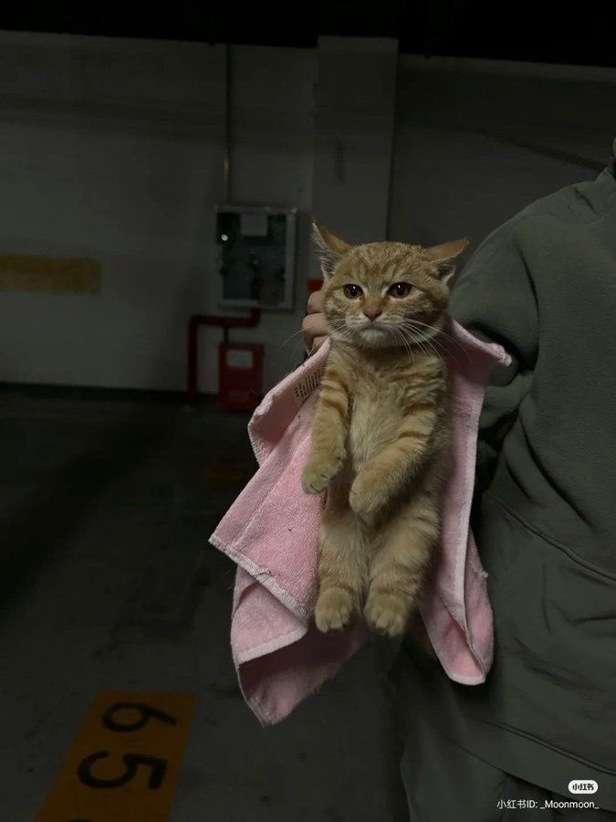 ‎BULAN. tweet media