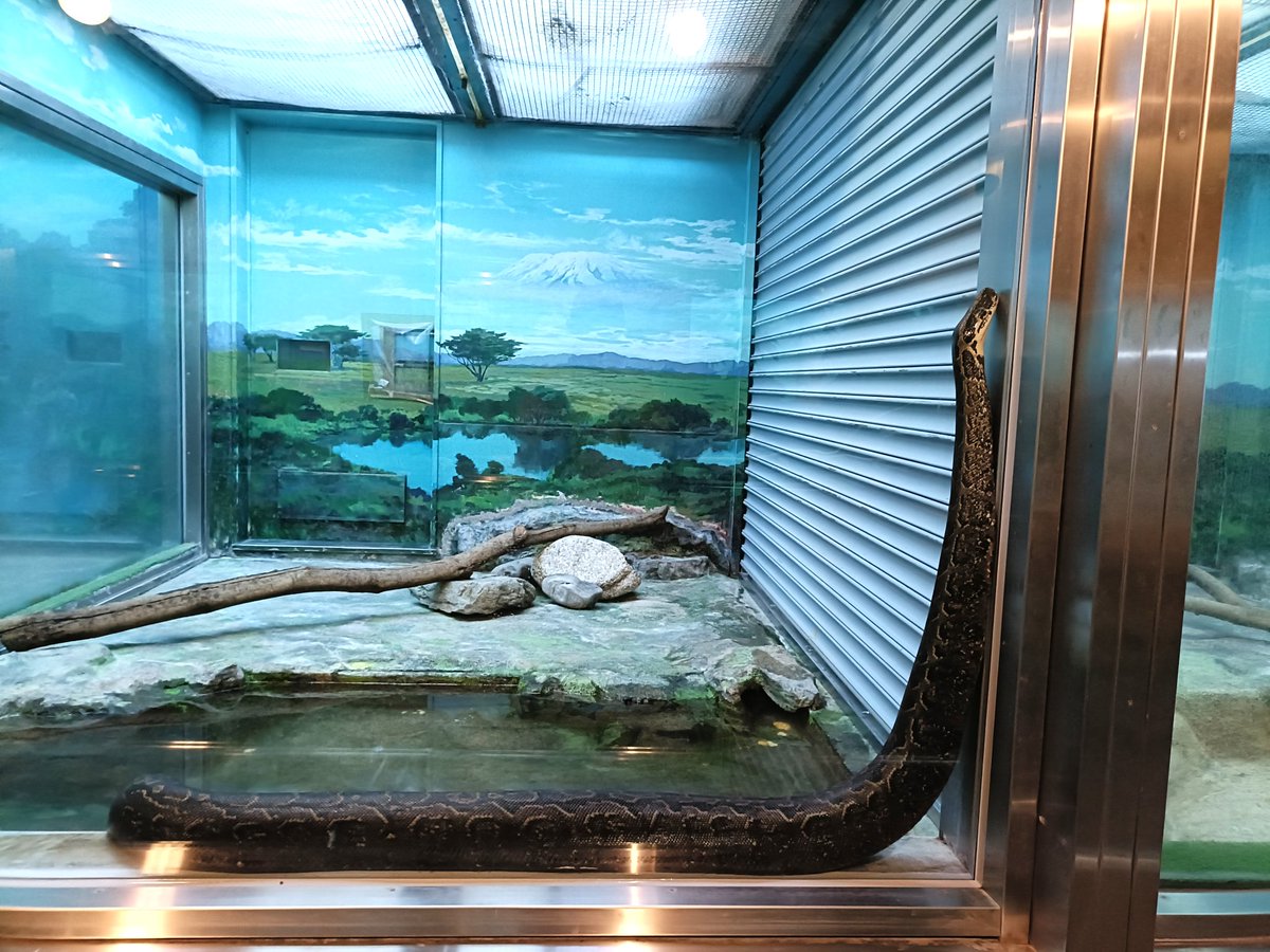 ガラスが入れ替えられました。きれい過ぎてアフリカニシキヘビにさわれそうな距離感。
2025.12.6 @愛媛県 
#愛媛県立とべ動物園