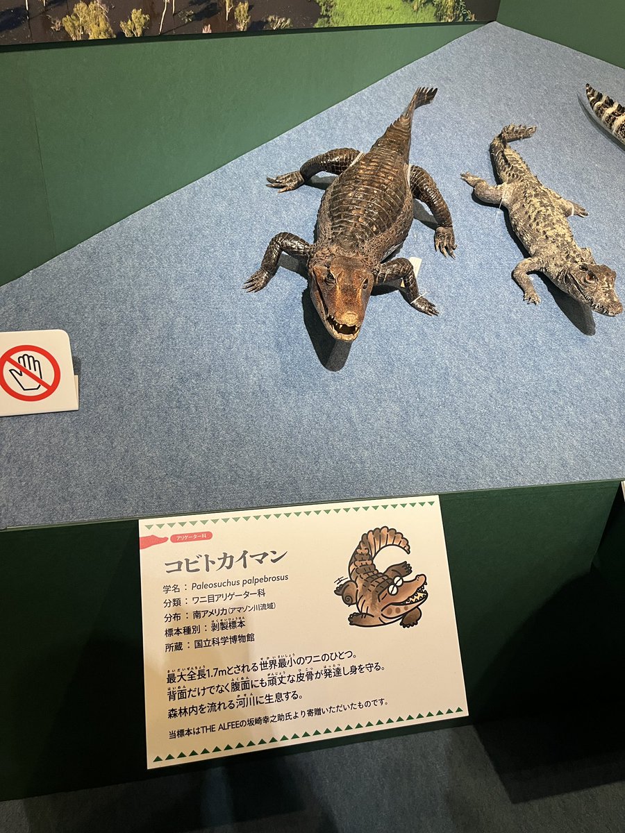 企画展ワニにも行った🐊 ワニに触ったらやっぱり硬かった。噂の