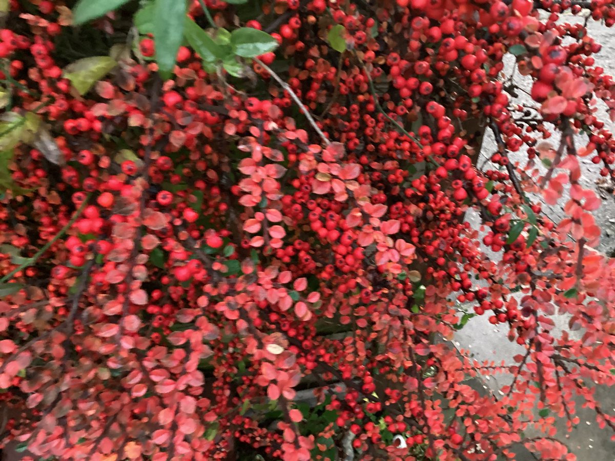 AntheaJames3's tweet photo. #NotSundayYellow but #ScarletSunday the leaves are as red as the berries. On the #Cotoneaster #SundayThoughts https://t.co/obi07wabOH