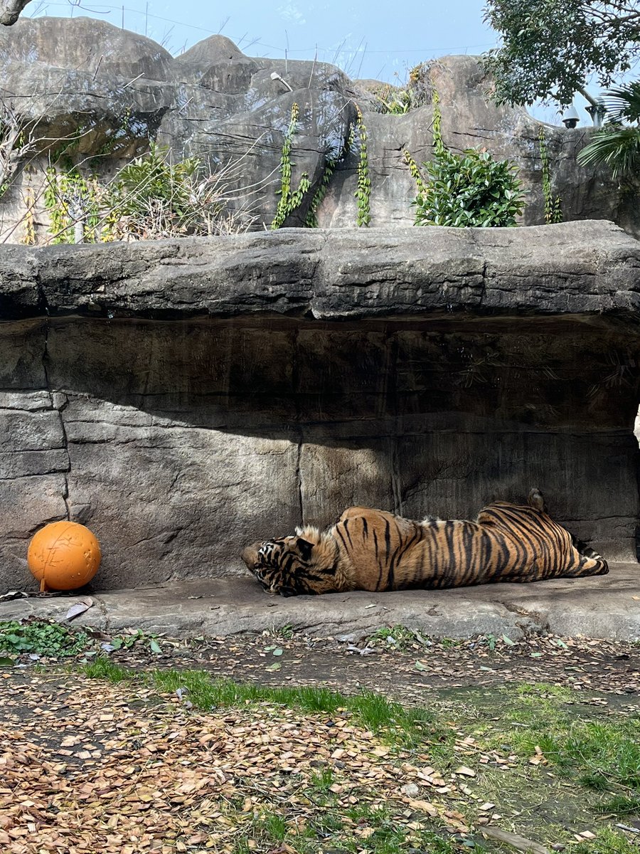 昨日、一昨日の八木山スマホレポ。寒い中朝から何度覗いても、ケアヒ様