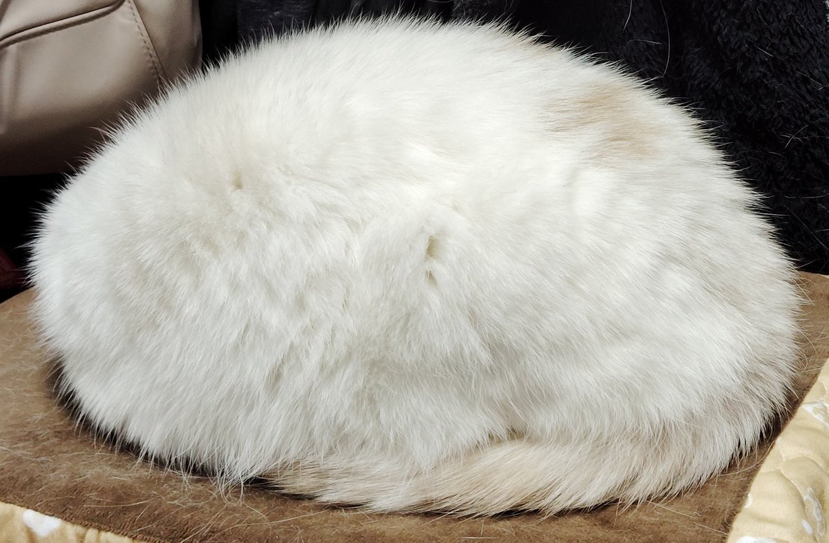 福ちゃん (@fukuchanwhite) / Posts / X