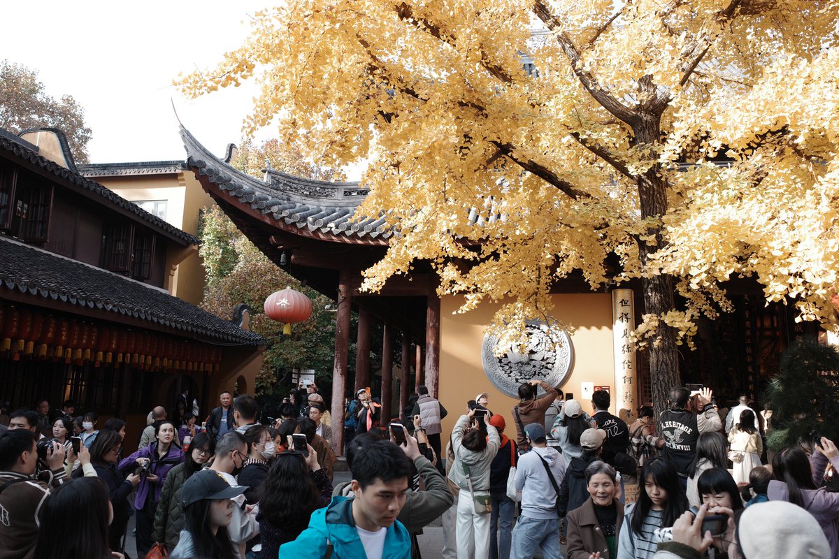 shanlinsengren's tweet photo. Everyone was there at #Longhua #Temple for the tree: #银杏 a #Gingko. It was lovely and amusing. The sun glittering silvery gold on the leaves. #Shanghai life. #上海  #龙华寺 https://t.co/1jRNQJEGHY