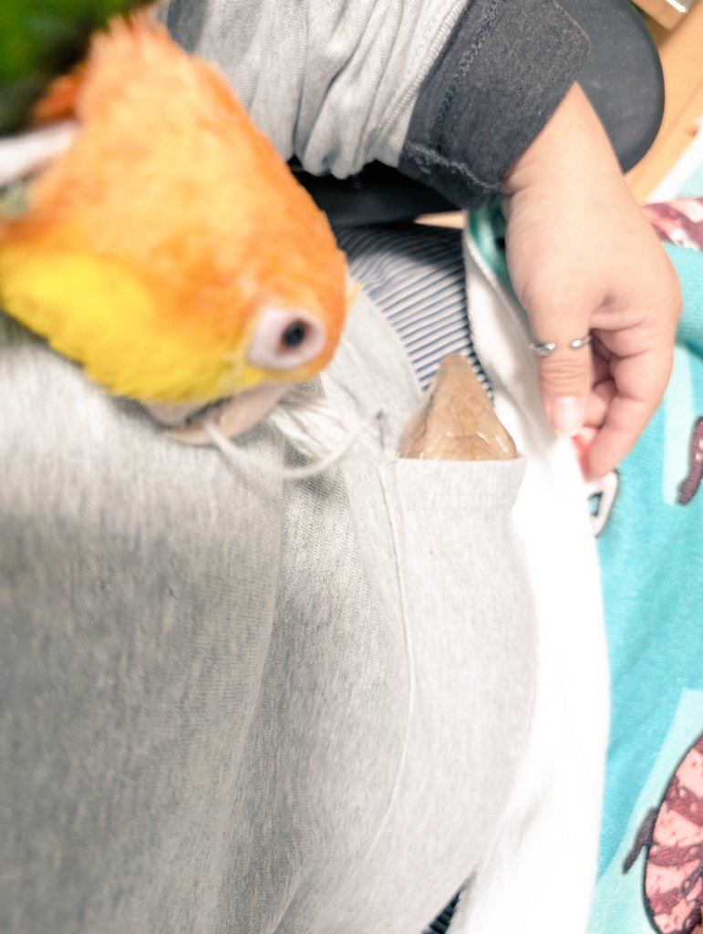 右クリック(2025年度キタアオジタ販売中) (@Migi_c) / Posts / X