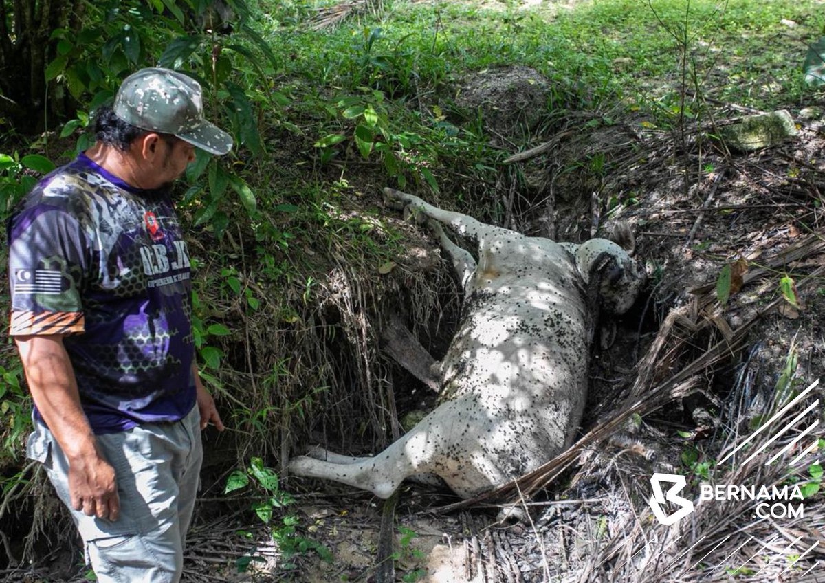 Bernama_Radio's tweet photo. #Perak Penduduk di Bukit Bangkong, Chemor bimbang apabila dikejutkan dengan laporan serangan haiwan liar dipercayai harimau yang mengakibatkan dua ekor lembu ternakan mati dan lima ekor lagi hilang pada Jumaat lepas.

📷Farhan Najib | BERNAMA

#BernamaImages 
#harimau 
#Chemor https://t.co/s6W580m1f6