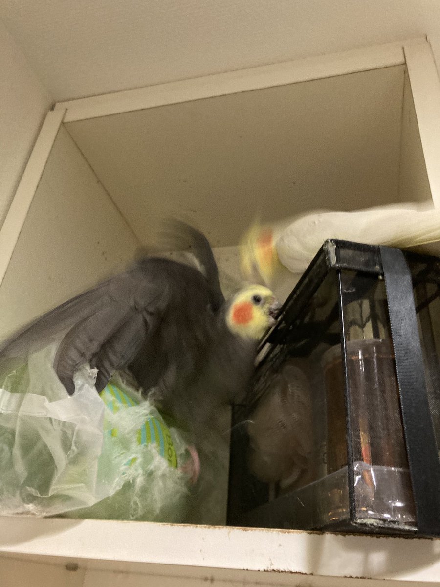 Post by （カリン） on X: 許してあげて💦