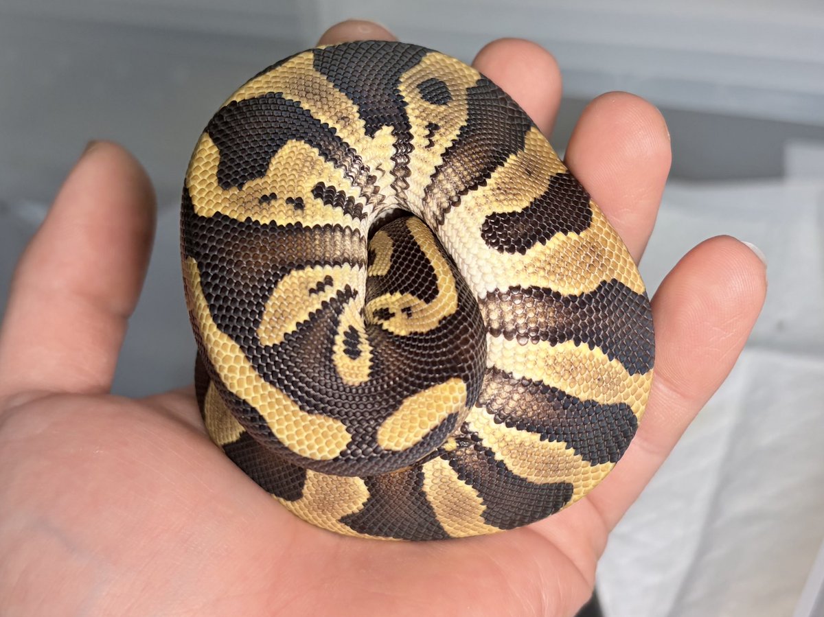 だぼい tweet media