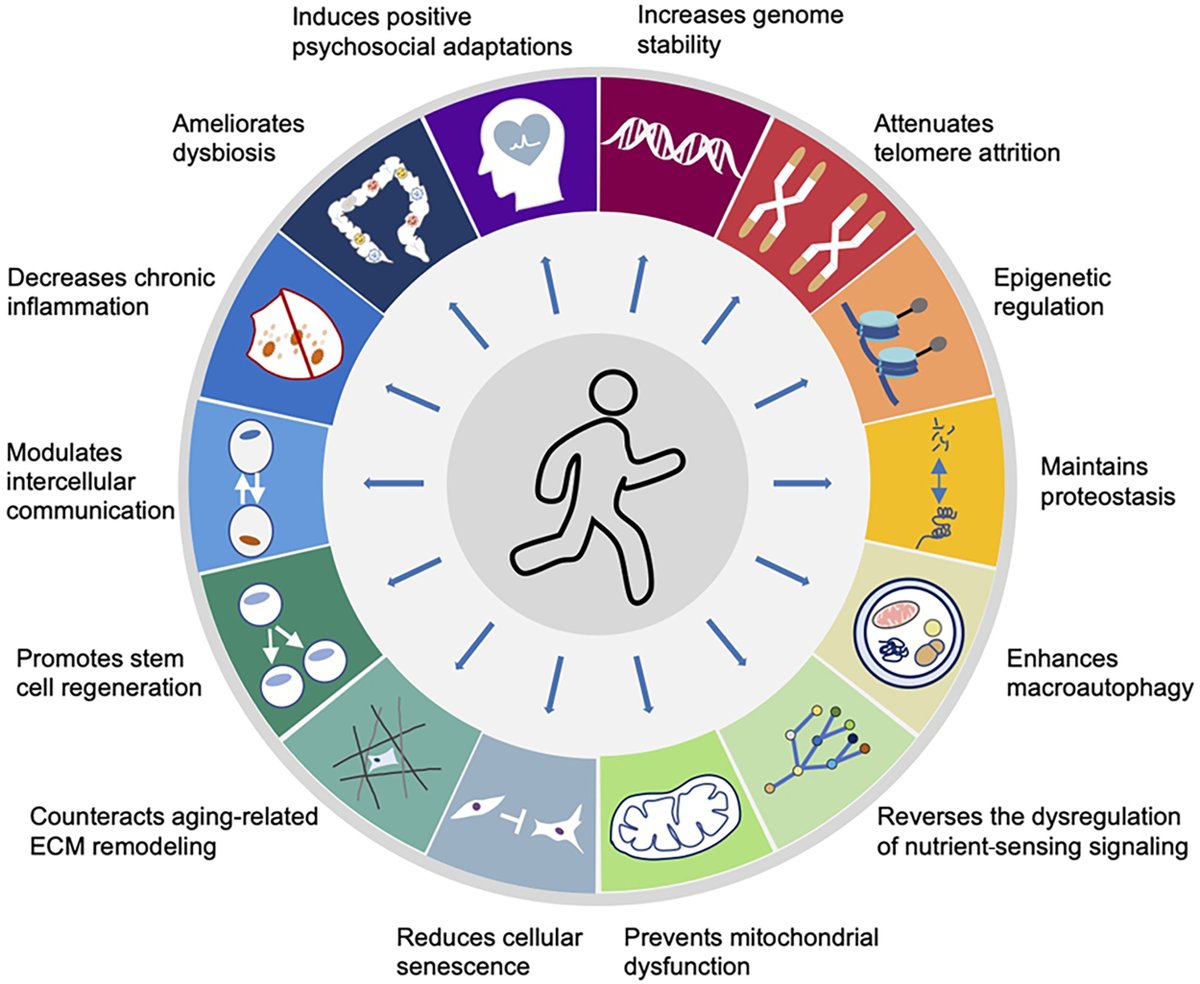 🏃‍♀️✨ ¡Moverse es medicina para el envejecimiento!
El ejercicio regular atenúa los principales marcadores biológicos de la edad: mejora la función mitocondrial, reduce inflamación, frena la senescencia celular y potencia la capacidad cognitiva 🧠💪

sciencedirect.com/science/articl…