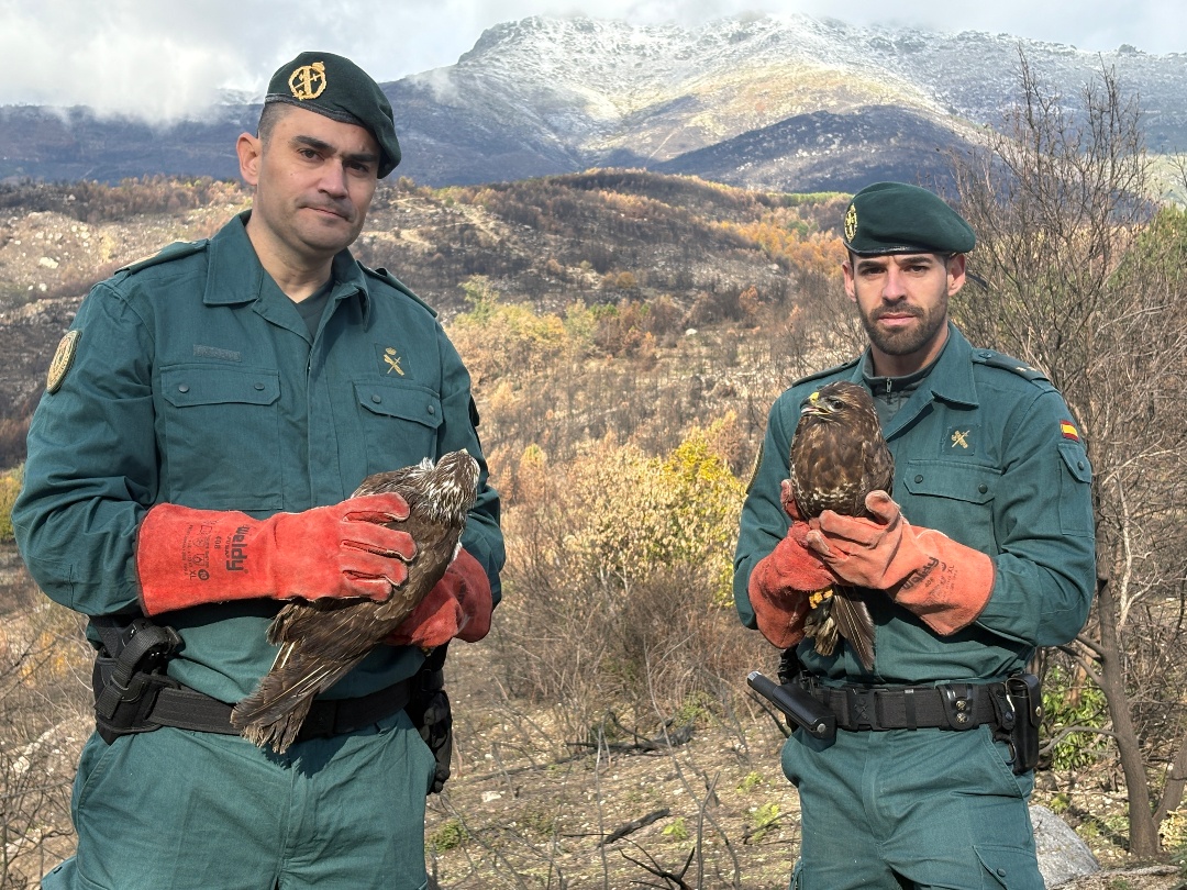 🦅✨ Tras su recuperación, estas rapaces vuelven a sentir el viento bajo sus alas.

👮 El #SEPRONA de <a href="/guardiacivil/">Guardia Civil</a> participa en una suelta de aves en zonas afectadas por los incendios de #Mombeltrán (#Ávila). 

🤝En colaboración con la <a href="/jcyl/">Junta de Castilla y León</a>.