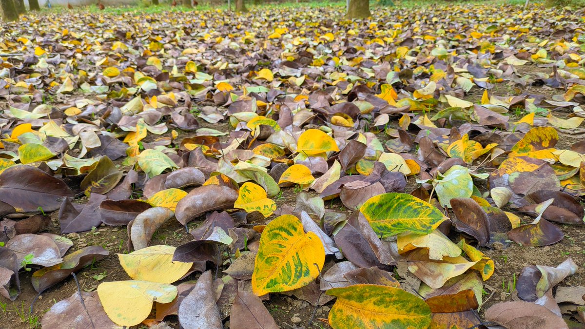 梨の葉っぱは、ほとんど落ちました。
落ちた時は黄色ですが、翌日には茶色に変わります。

#稲城 #梨 #東京 #ブドウ #稲城市 #稲城の梨 #シャインマスカット #土づくり

〈幻の稲城ナシの過去現在未来と川清園の挑戦〉
tokyogrown.jp/topics/?id=165…