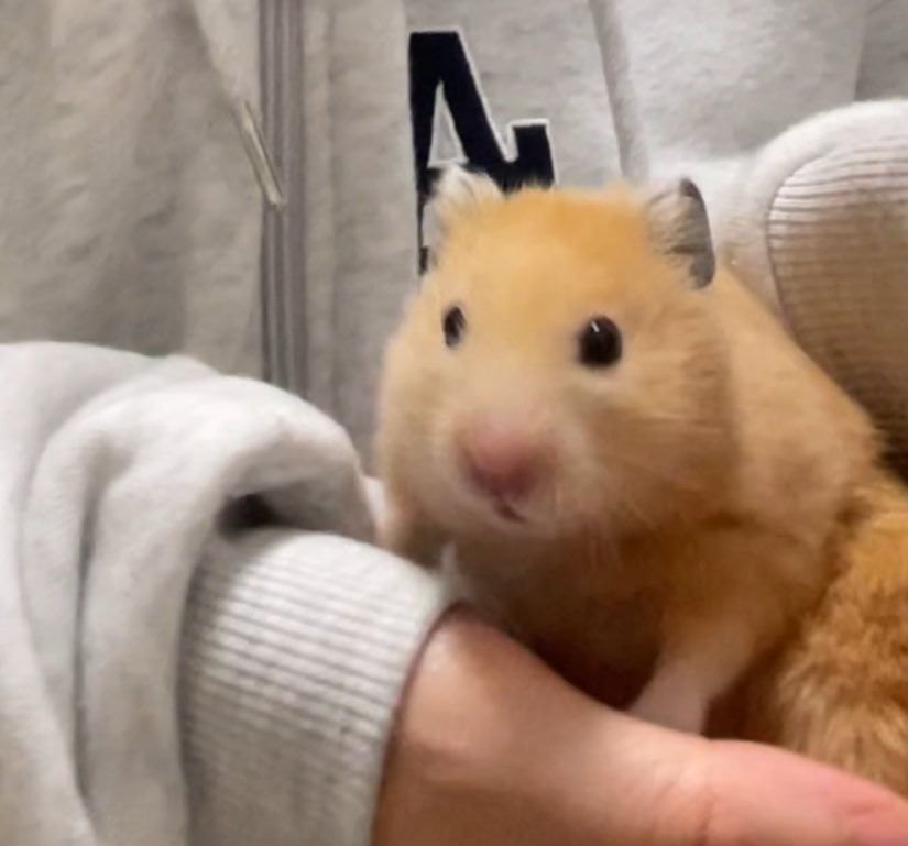 たいせつちゃん