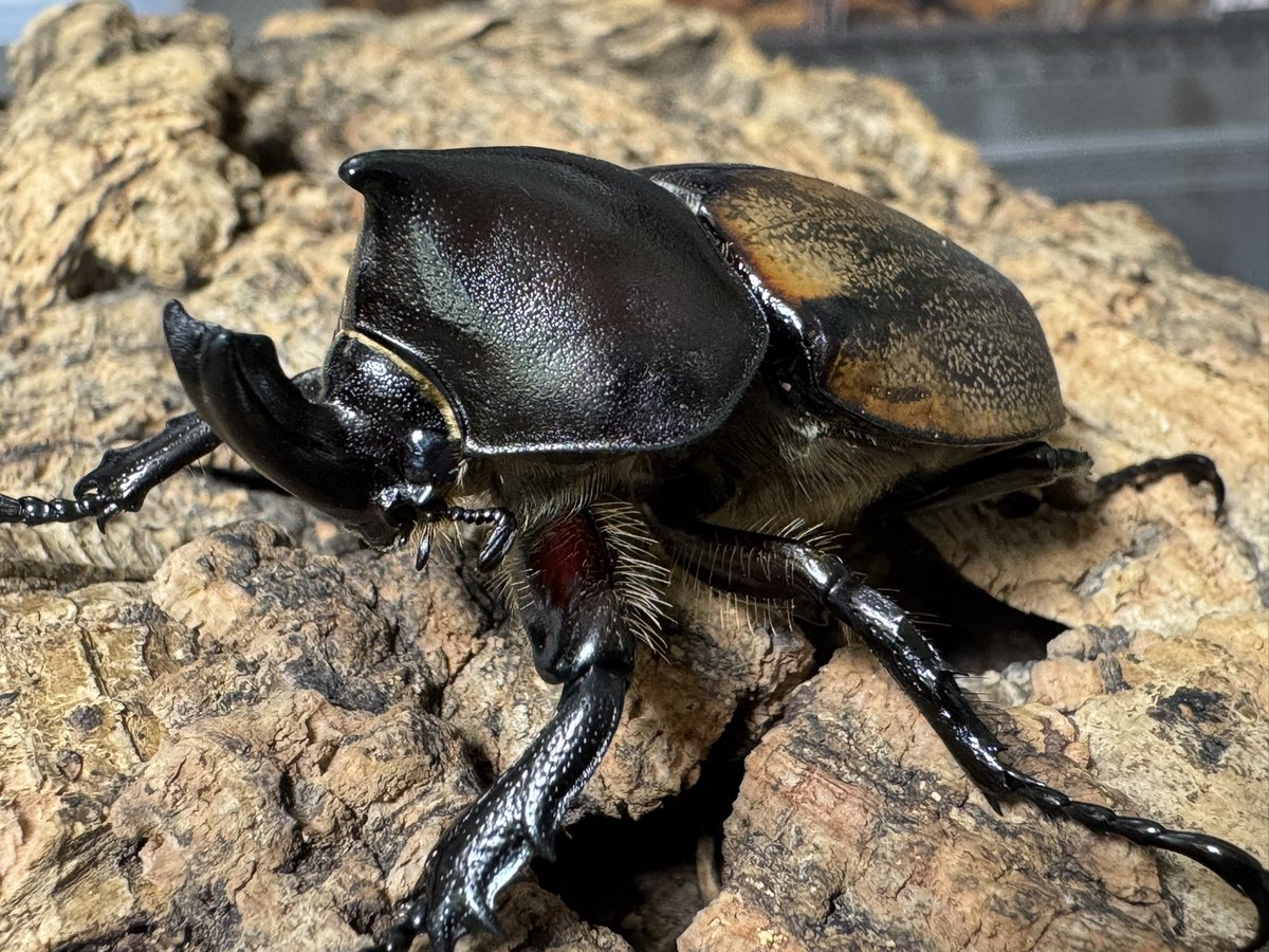 在庫紹介】 ✨フンボルトヒナカブト✨ ✨ギラファノコギリ亜種