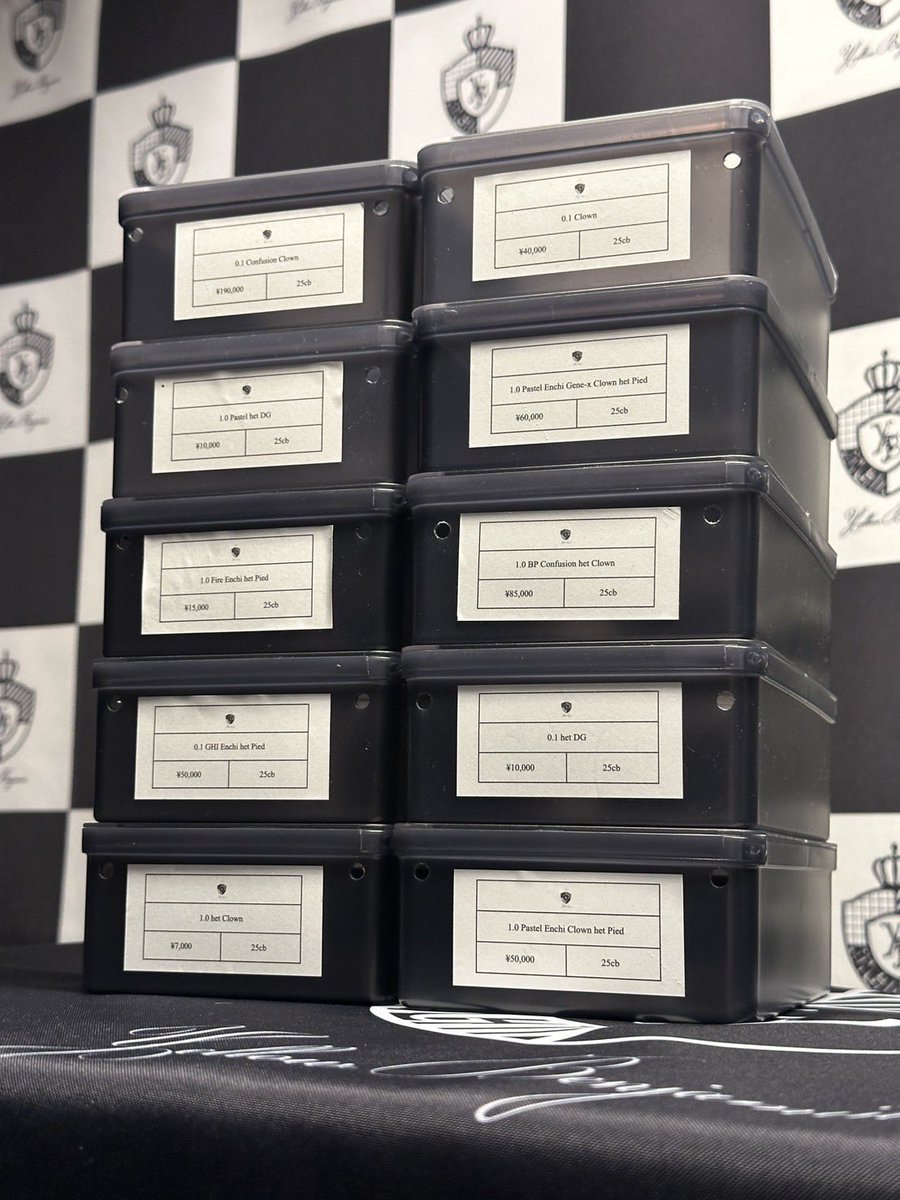 Dnasty0014Y3l's tweet image. #YellowBenjamin
#BallPython
#prcs25
#ボールパイソン