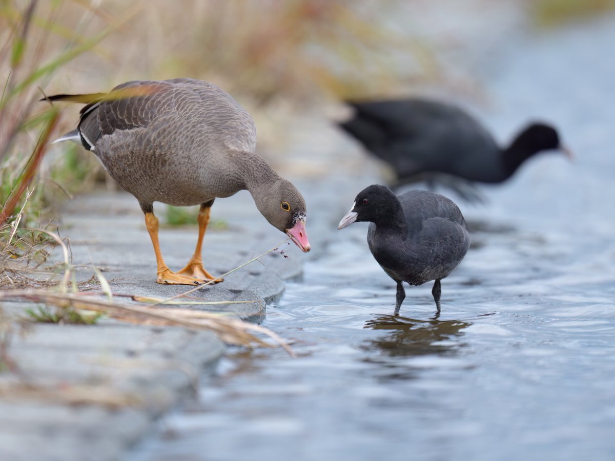 bird_tweet2020's tweet photo. ハイイロガンの写真を整理していたら、以前アップしたこの子のことも思い出しました。
何故にオオバンとつるんでいるのか？？
他にも鴨たちがいるのにね。
いまごろどうしているのだろう？
2025年11月上旬撮影

#カリガネ #Lesserwhitefrontedgoose https://t.co/f1e6UsBSth