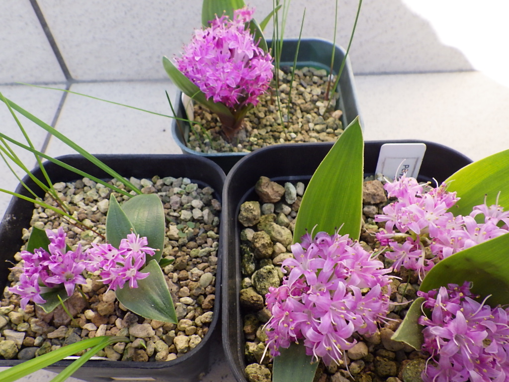 Yt (@Plantsman_jp) / Posts / X