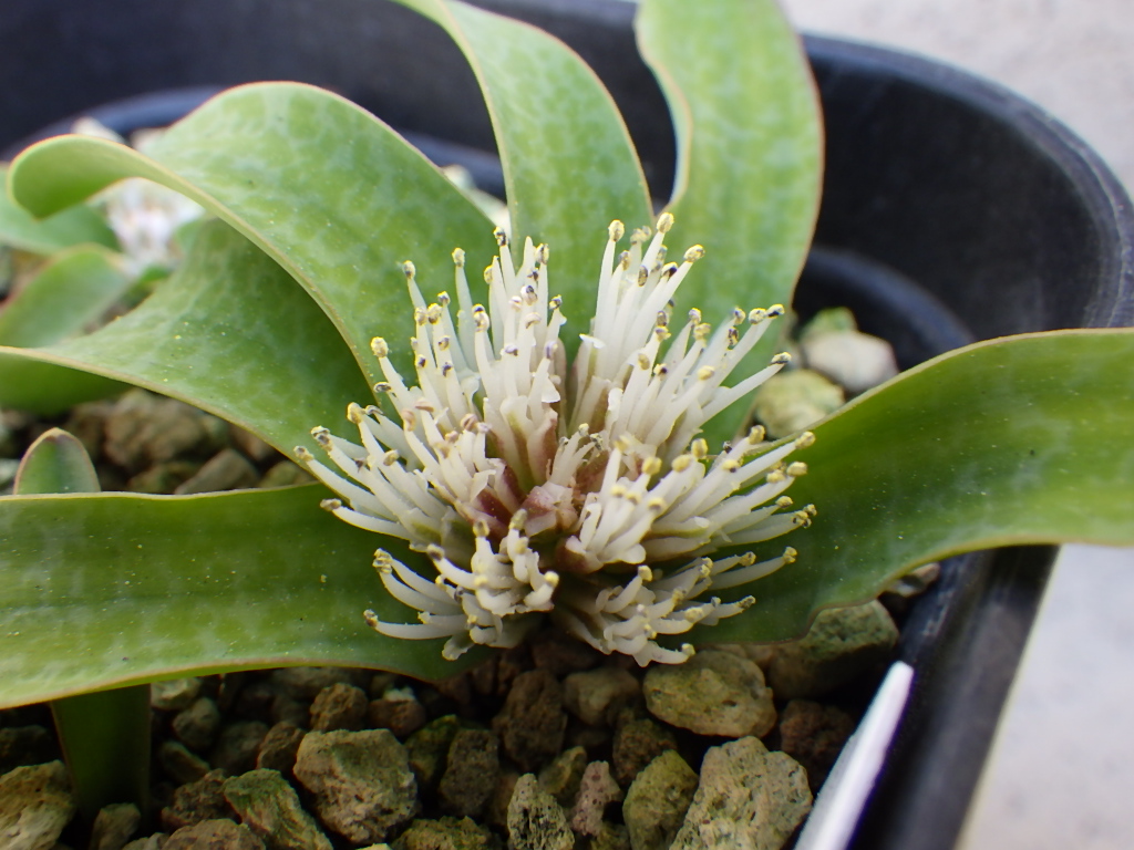 Yt (@Plantsman_jp) / Posts / X Yt (@Plantsman_jp) / Posts / X