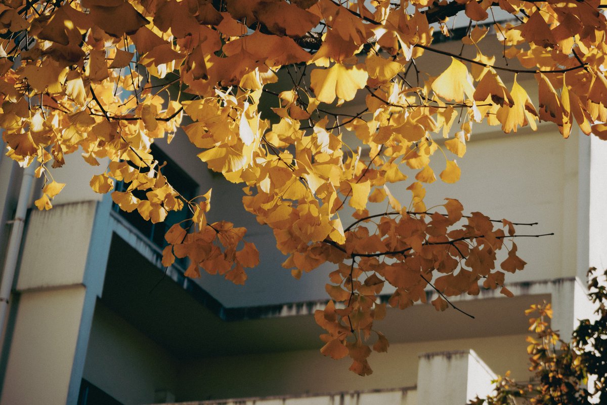 kyubinoneko's tweet image. #photography #TokyoVibes
世田谷の秋