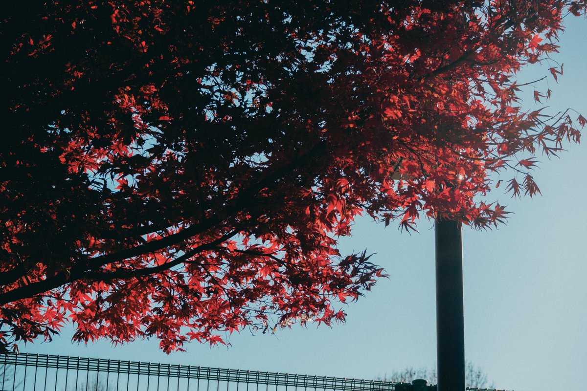 kyubinoneko's tweet image. #photography #TokyoVibes
世田谷の秋