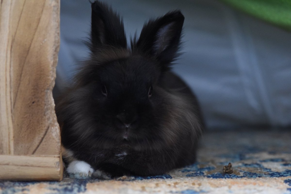 Stedilnik tweet media