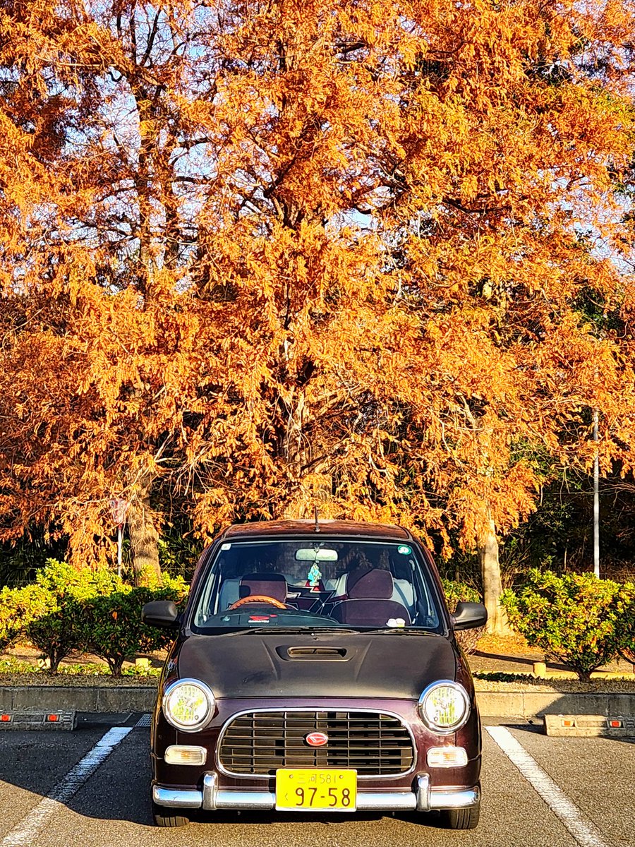 _gino06's tweet image. メタセコイヤの紅葉を背にミラジーノ📸

毎年ここは必ず行く場所🚗