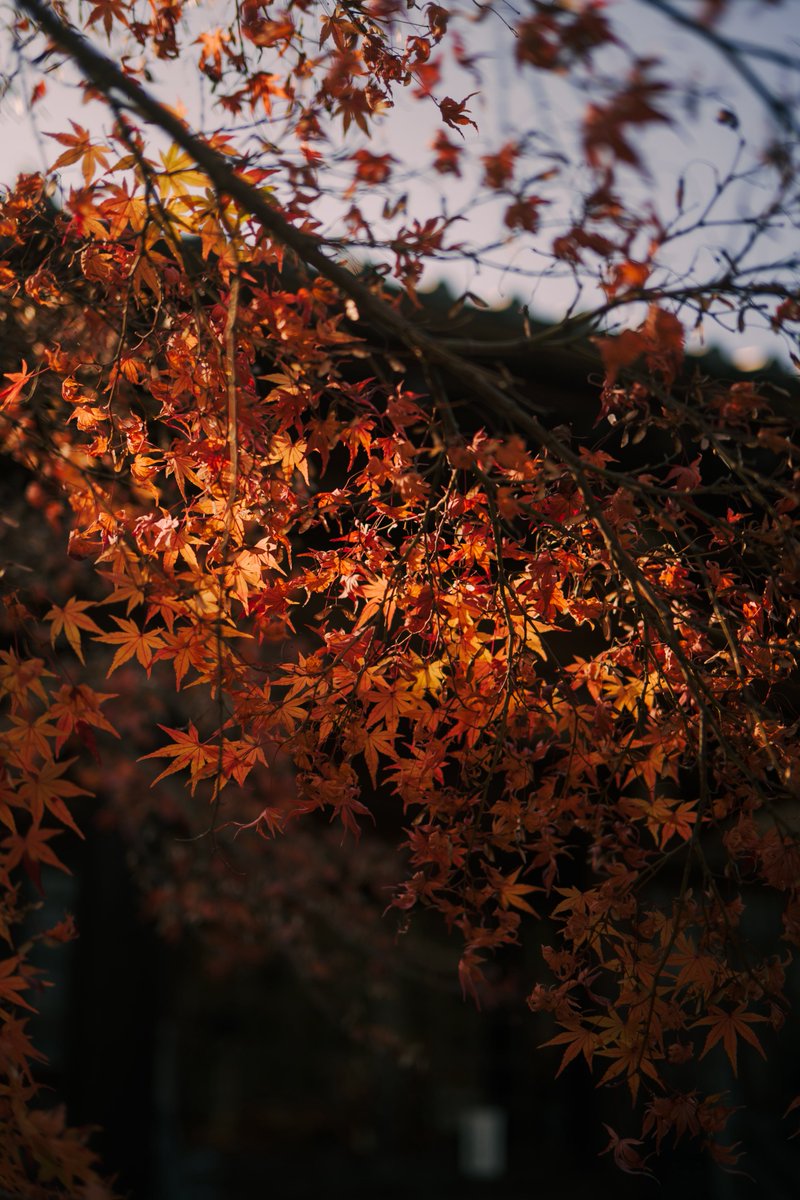 menthol100's tweet photo. 紅葉
Shot on Nikon Zf
NIKKOR Z 40mm f/2 SE
#nikonzf 
#nikkorz40f2se
#nikon https://t.co/gxUu36irCw
