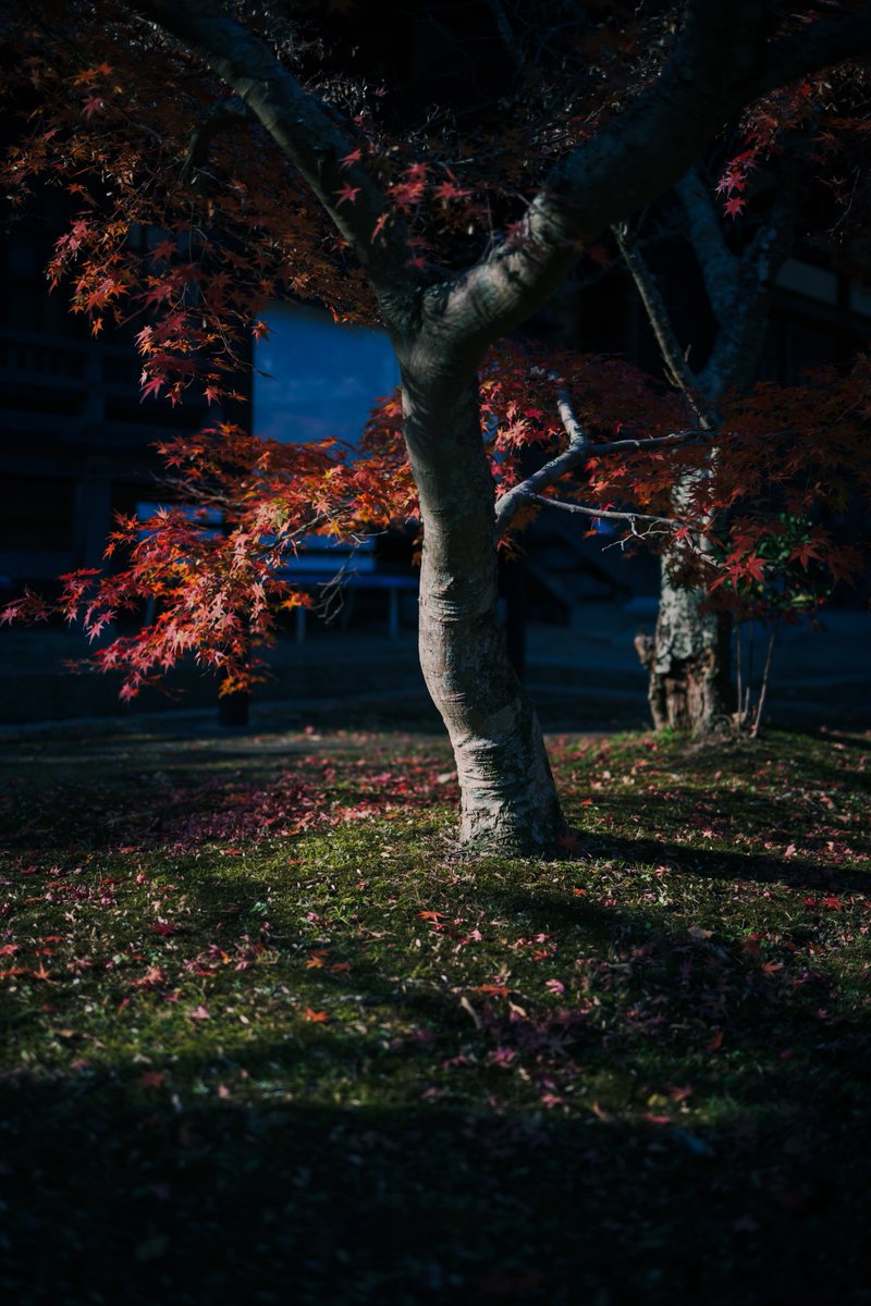 menthol100's tweet photo. 紅葉
Shot on Nikon Zf
NIKKOR Z 40mm f/2 SE
#nikonzf 
#nikkorz40f2se
#nikon https://t.co/gxUu36irCw
