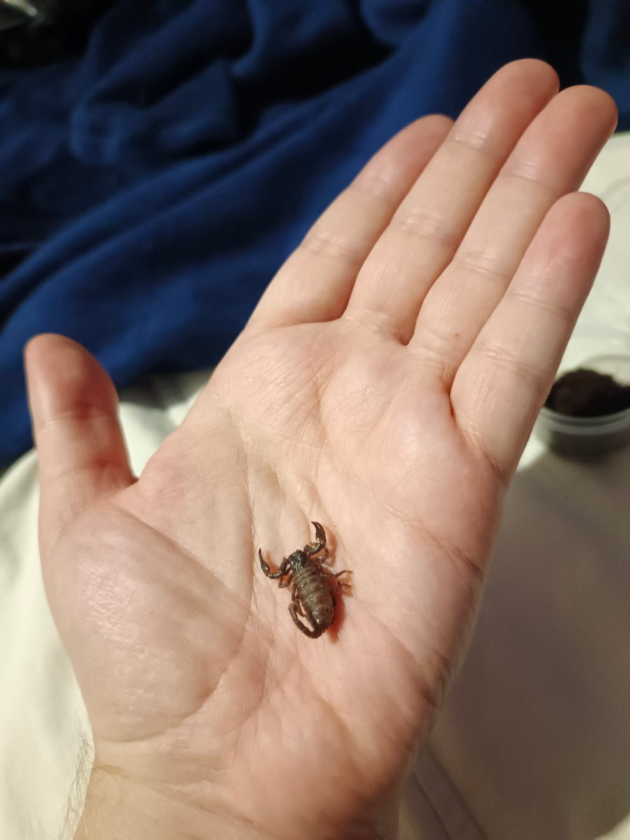 Buran-kun tweet media