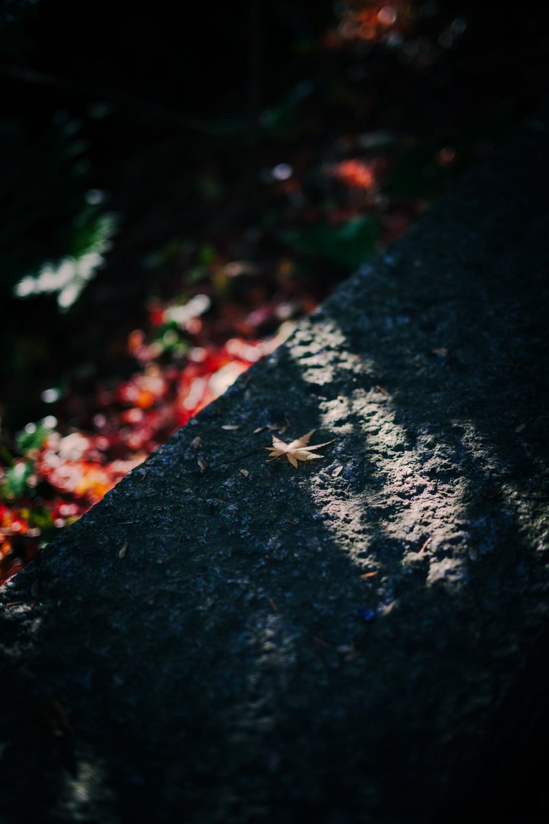 menthol100's tweet photo. 光を捉えてみた
Shot on Nikon Zf
NIKKOR Z 40mm f/2 SE
#nikonzf 
#nikkorz40f2se
#nikon https://t.co/cfbR2EV9PB
