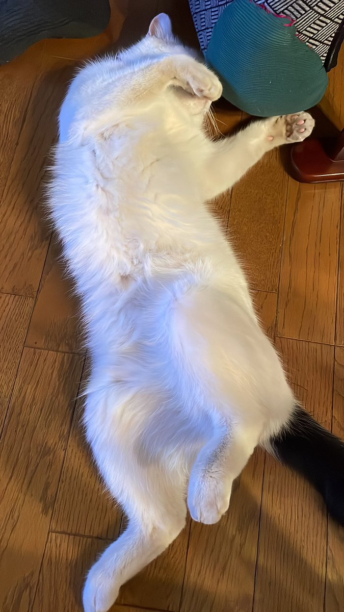 happylife (@migerufuji) on Twitter photo 