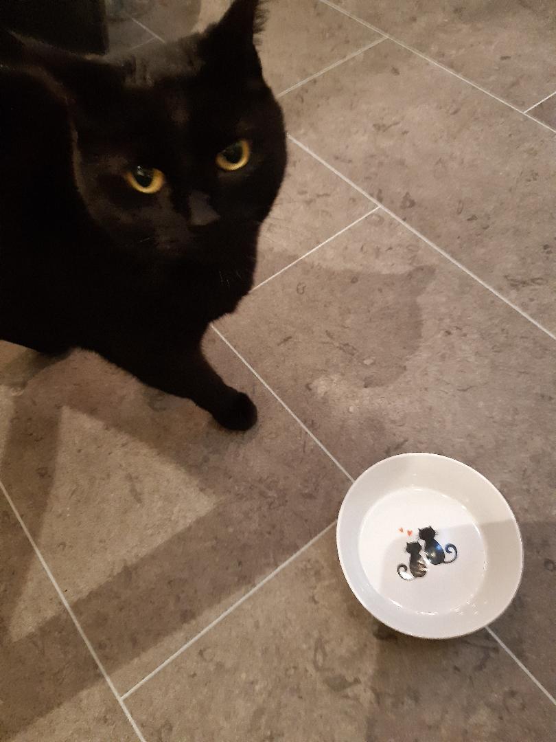 LanguagesCat's tweet image. Languages Cat's Welsh Phrase Of The Day For Cats:
Does dim bwyd. Pam? = There is no food. Why?