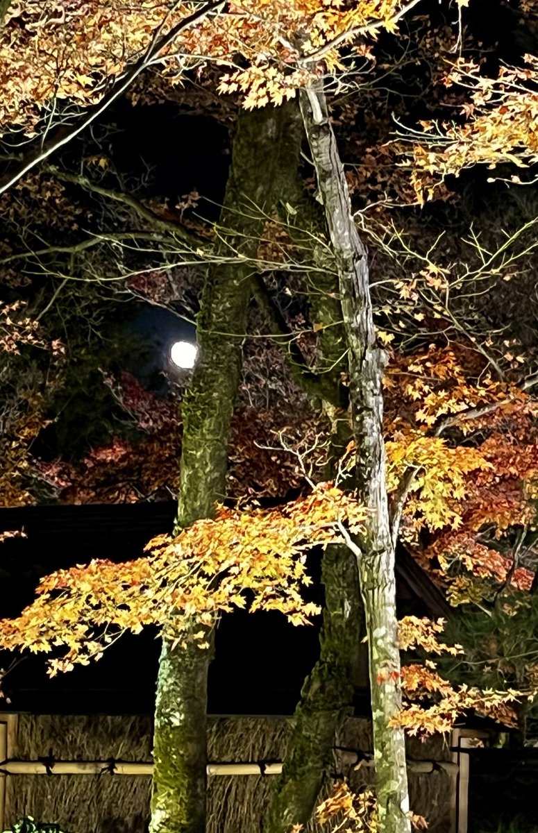 hogonin's tweet photo. 月夜に浮かぶ紅葉🌕🍁

夜の特別拝観は本日で終了いたしました。
ありがとうございました。
昼の特別拝観は12月14日までです。

#宝厳院　#そうだ京都、行こう
#秋の特別拝観　#嵐山　#紅葉 https://t.co/IiTICgrQgi