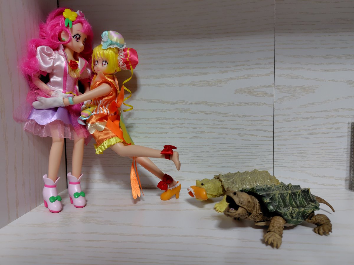 QXl230 うちのカメより弱そう🤣🐢