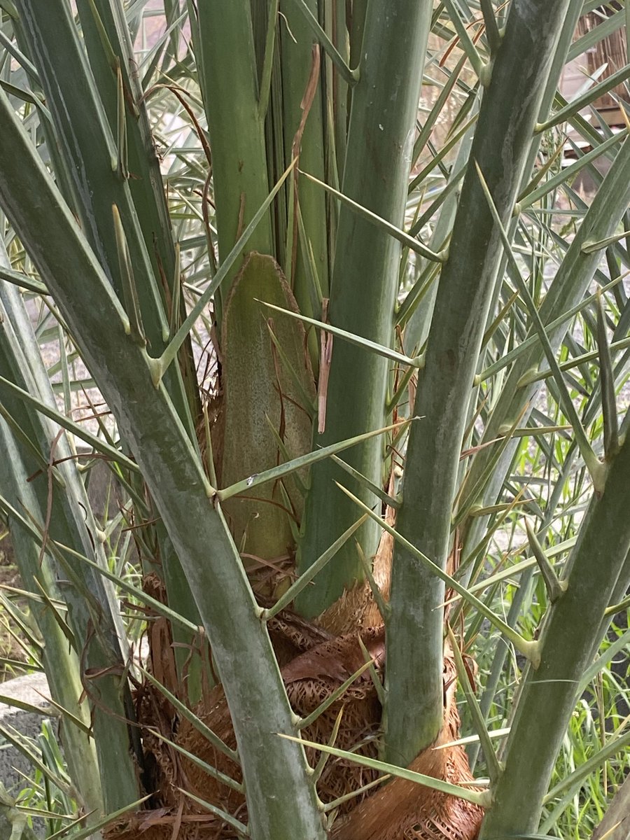 حين يسكن رضا الله في قلؤبناا
 يصبح كل شي أجمل
  اللهم ارزقنا رضاك ؤالجنة
 
بداية طلع  نخيل 🌴 فحل ما يسمى فحل المنه عندنا في البلاد  و الحمدلله . 
#ولاية_عبري_بلد_بيح 
#مساء_الخير_والسعاده